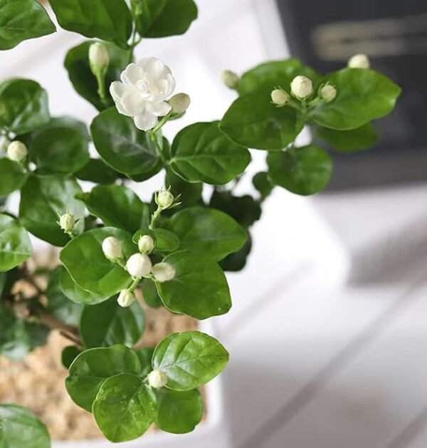 Jasmine