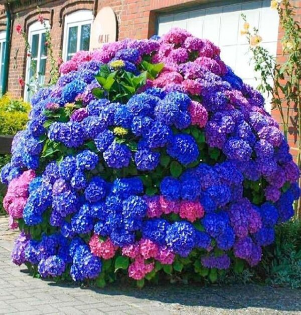 Hydrangeas