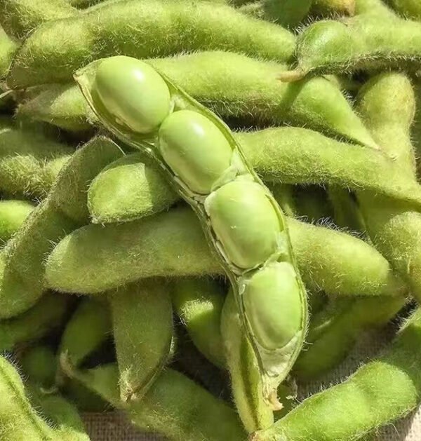 Edamame