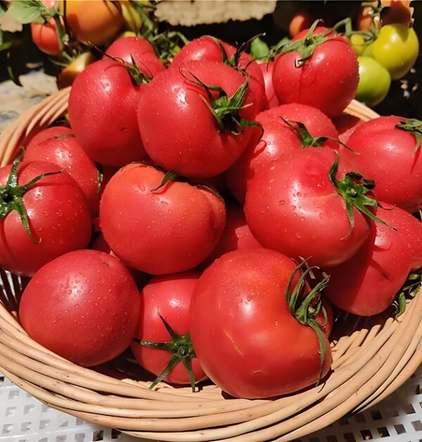 Tomato