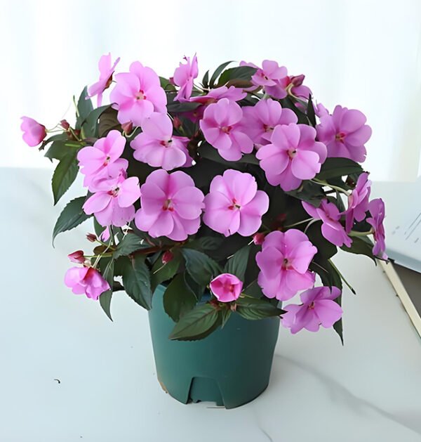 Impatiens