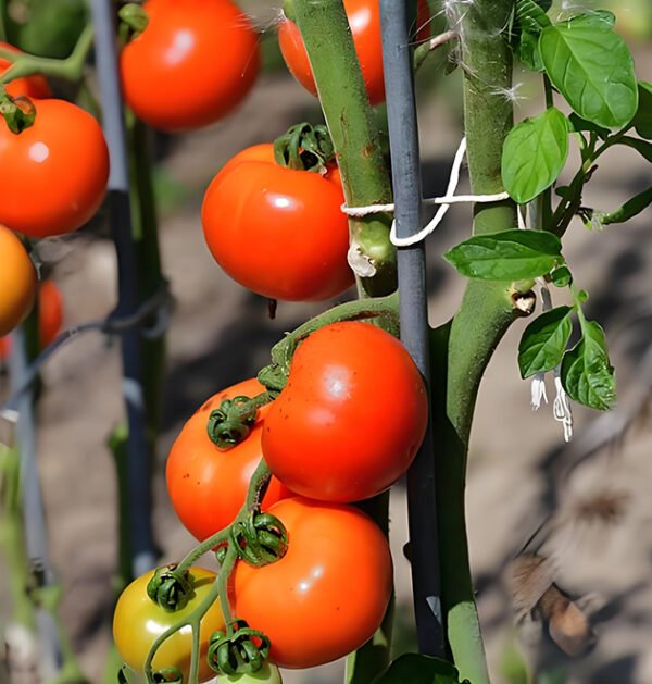 Tomato