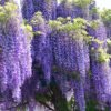 Wisteria