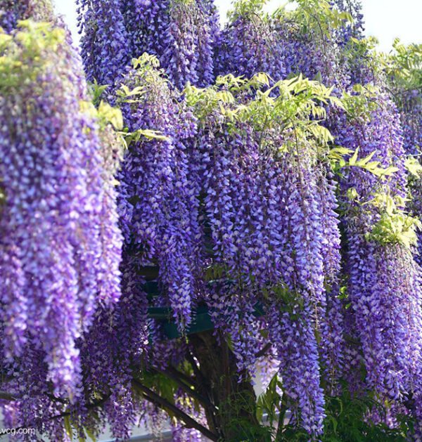 Wisteria