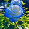 Multicolor Roses