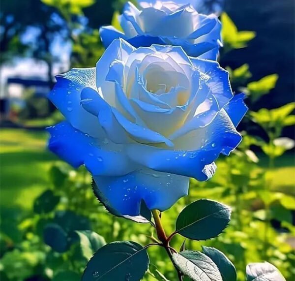 Multicolor Roses