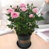 Pink Rose