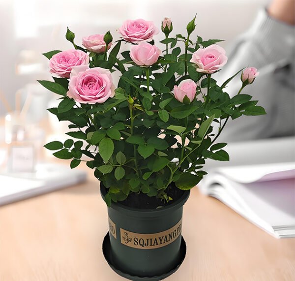 Pink Rose