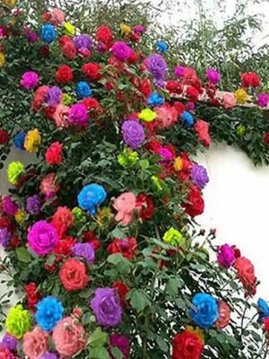 Climbing Mixed Color Rose