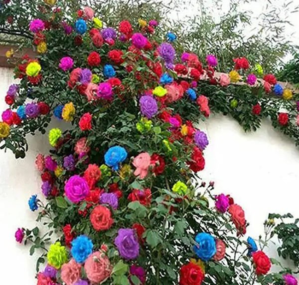 Climbing Mixed Color Rose