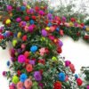 Climbing Mixed Color Rose