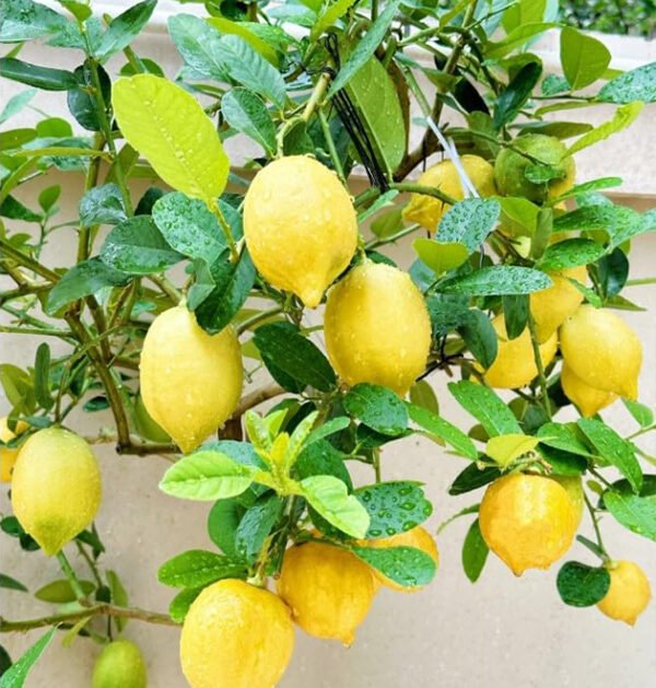 Lemon