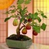 Fig