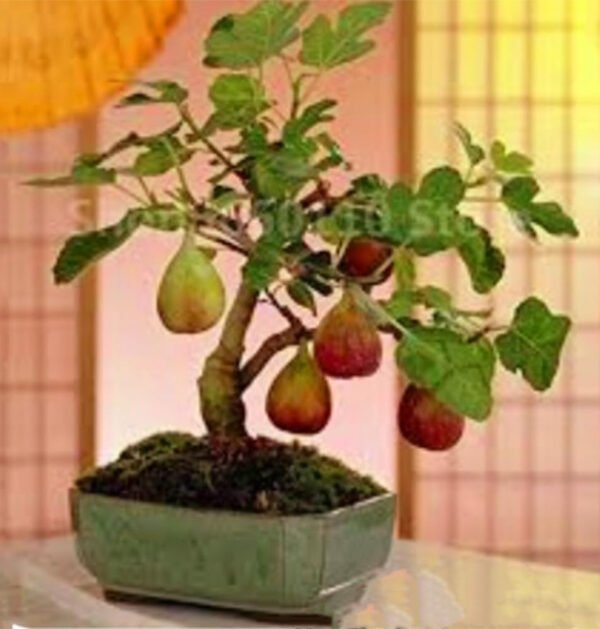 Fig