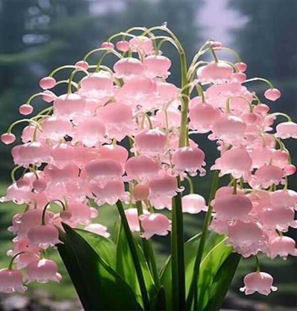 lily of the valley