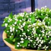 Jasmine
