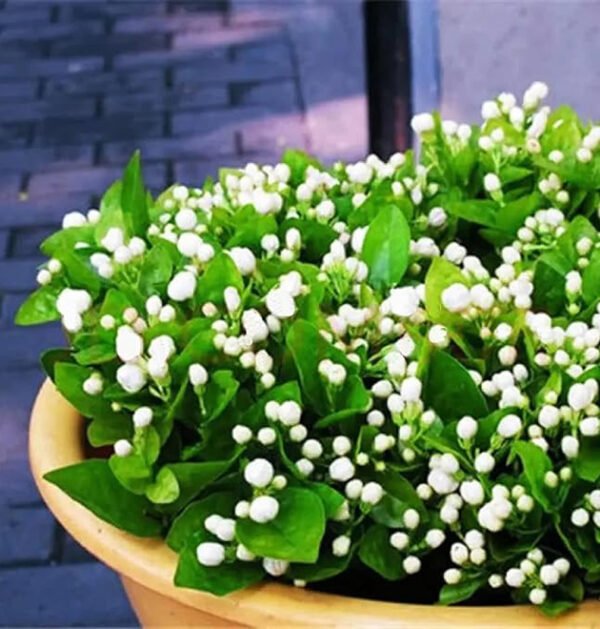Jasmine