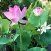 lotus