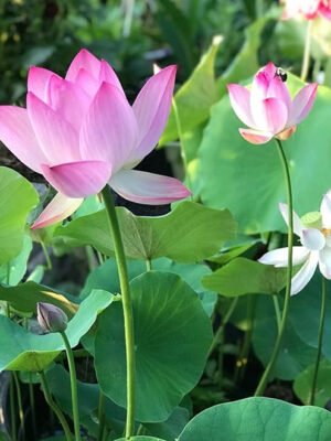 lotus