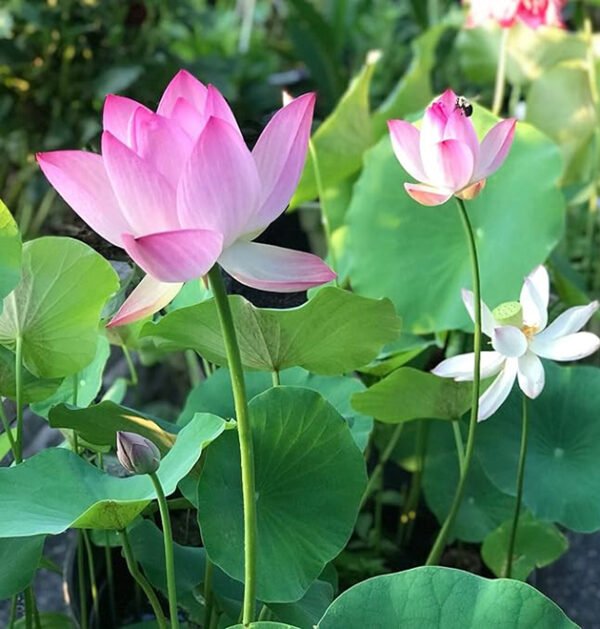 lotus