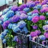 Hydrangeas