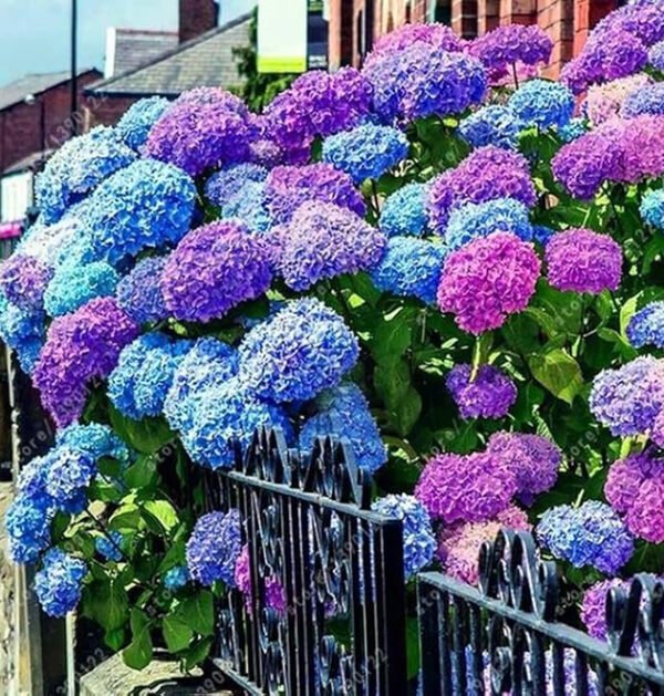 Hydrangeas