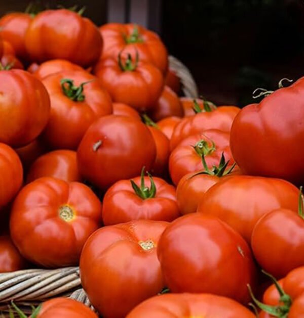 Tomato