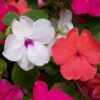 Impatiens