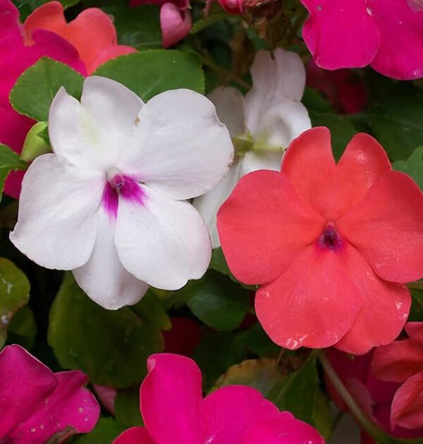 Impatiens