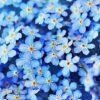 Forget Me Not