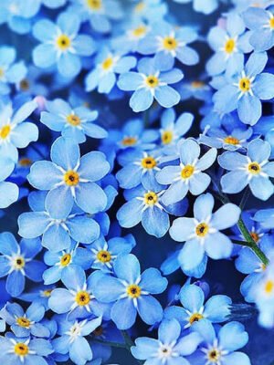 Forget Me Not