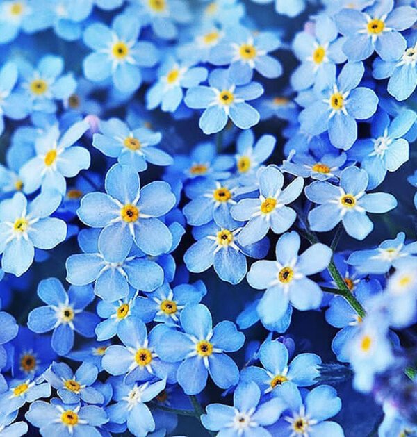 Forget Me Not