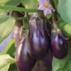 Eggplant
