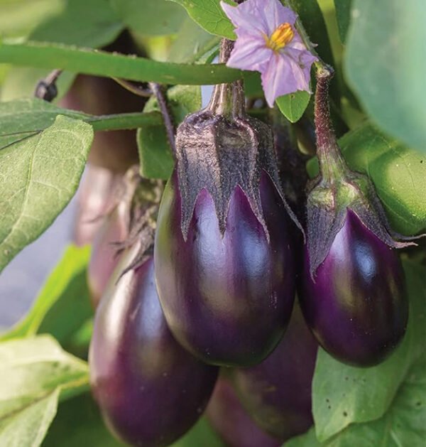 Eggplant
