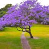 Jacaranda Tree