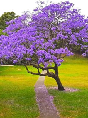 Jacaranda Tree