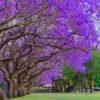 Jacaranda Tree