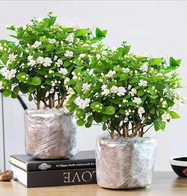 Jasmine