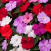 Impatiens