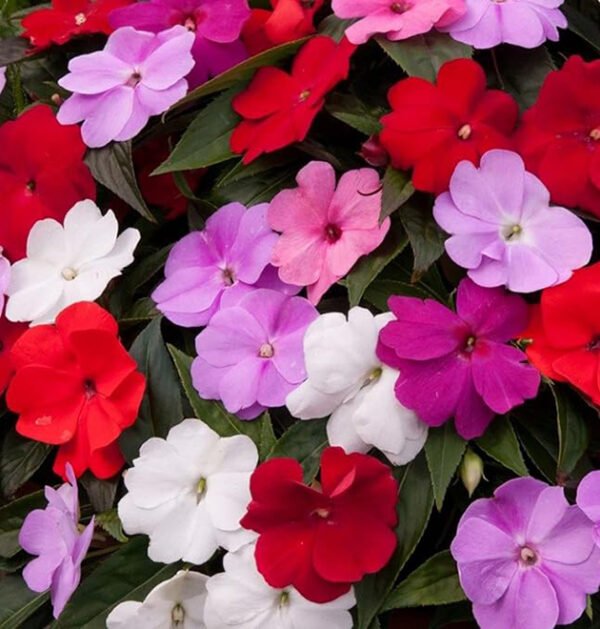 Impatiens