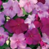 Impatiens