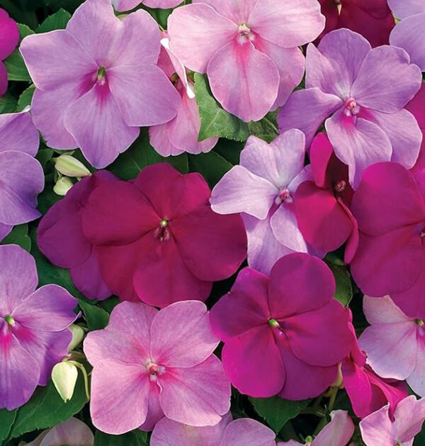 Impatiens