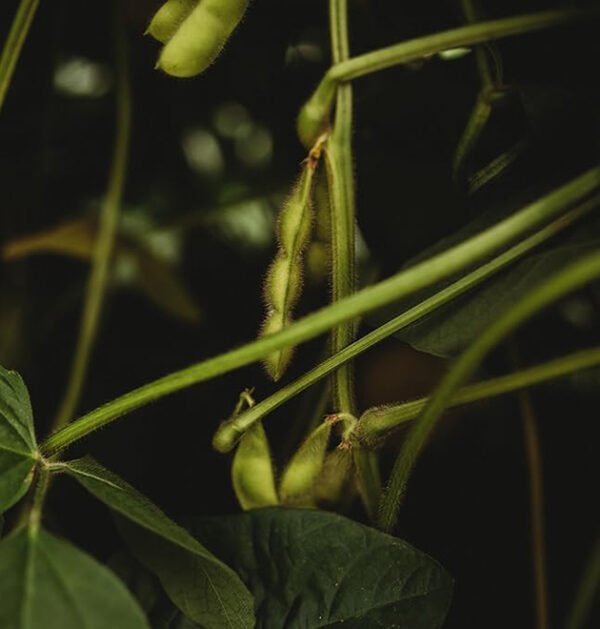 Edamame