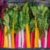 Swiss Chard