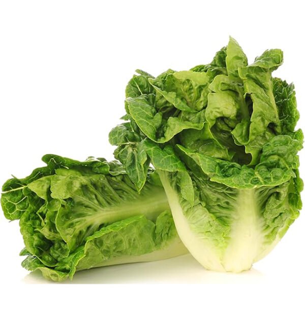 lettuce