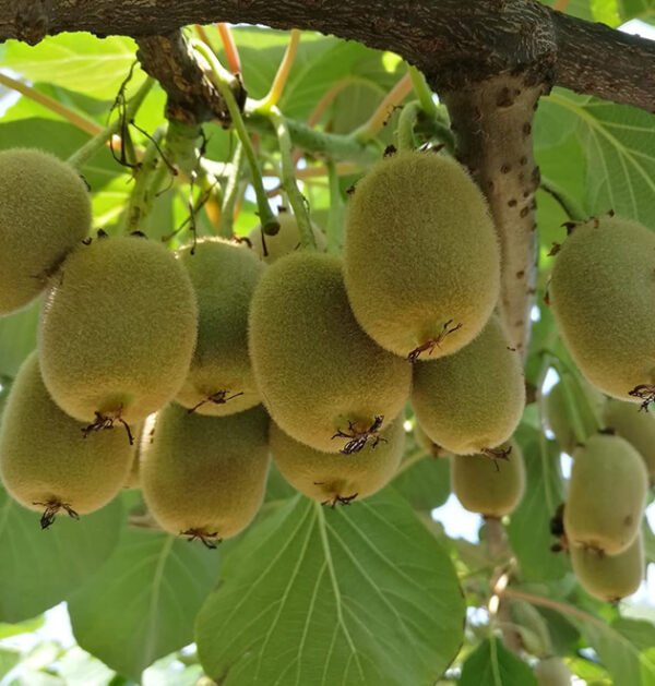 Kiwi