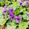 Violet