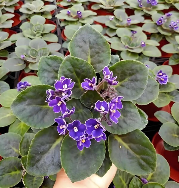 Violet