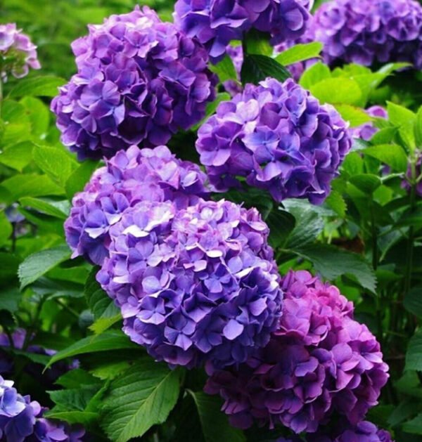 Hydrangeas
