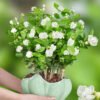 Jasmine